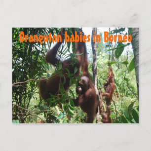 Orangutan-Babys in Borneo Postkarte