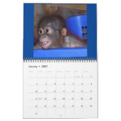 Orangutan Babys Kalender (Jan 2027)