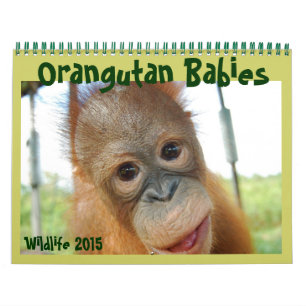 Orangutan Babys Kalender