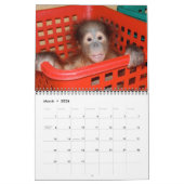 Orangutan Babys Kalender (Mär 2026)