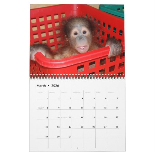 Orangutan Babys Kalender (Mär 2026)