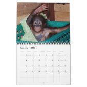 Orangutan Babys Kalender (Feb 2026)