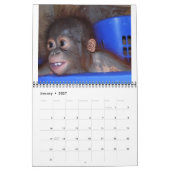 Orangutan Babys Kalender (Jan 2027)