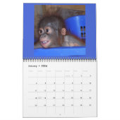 Orangutan Babys Kalender (Jan 2026)