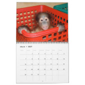 Orangutan Babys Kalender (Mär 2027)