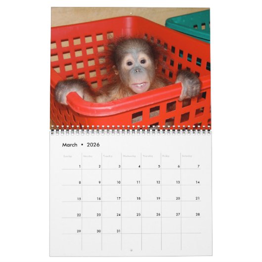 Orangutan Babys Kalender (Mär 2026)