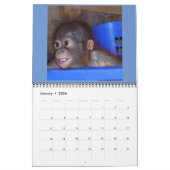 Orangutan Babys Kalender (Jan 2026)