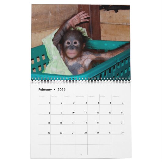 Orangutan Babys Kalender (Feb 2026)
