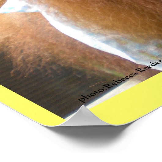 Orangutan Babys Lunch Poster (Ecke)