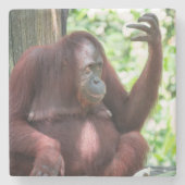 Orangutan Contemplation Steinuntersetzer (Vorderseite)