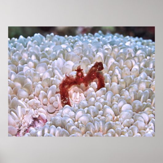 Orangutan Crab Gilis Poster (Vorne)