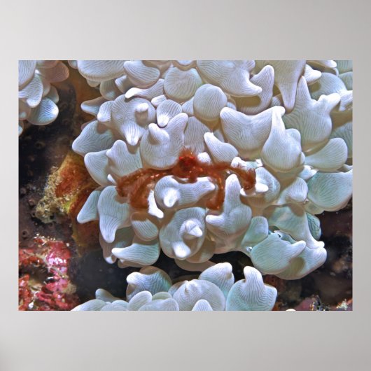 Orangutan Crab Poster (Vorne)