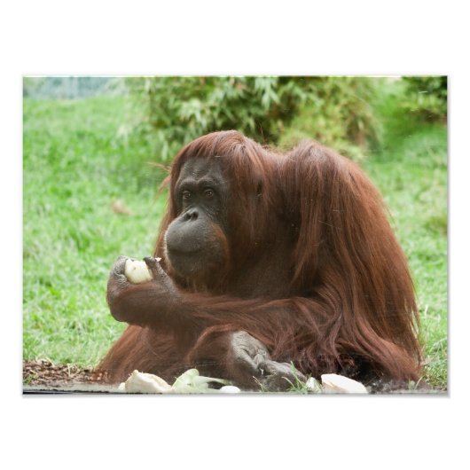 Orangutan essen fotodruck (Vorne)