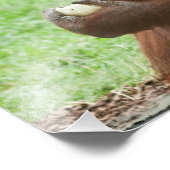 Orangutan essen fotodruck (Ecke)