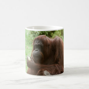 Orangutan essen kaffeetasse