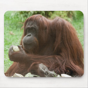 Orangutan essen mousepad