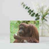 Orangutan essen postkarte (Stehend Vorderseite)