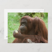 Orangutan essen postkarte (Vorne/Hinten)