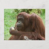 Orangutan essen postkarte (Vorderseite)