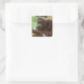 Orangutan essen quadratischer aufkleber (Tasche)