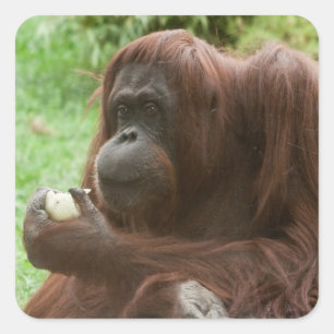 Orangutan essen quadratischer aufkleber