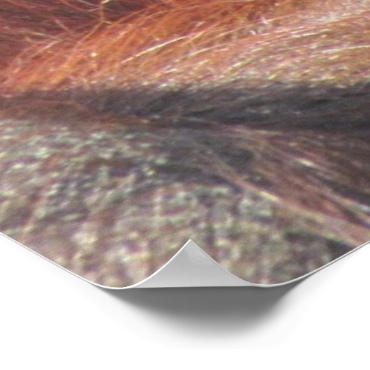 Orangutan Eyes Poster (Ecke)