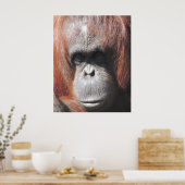 Orangutan Eyes Poster (Küche)