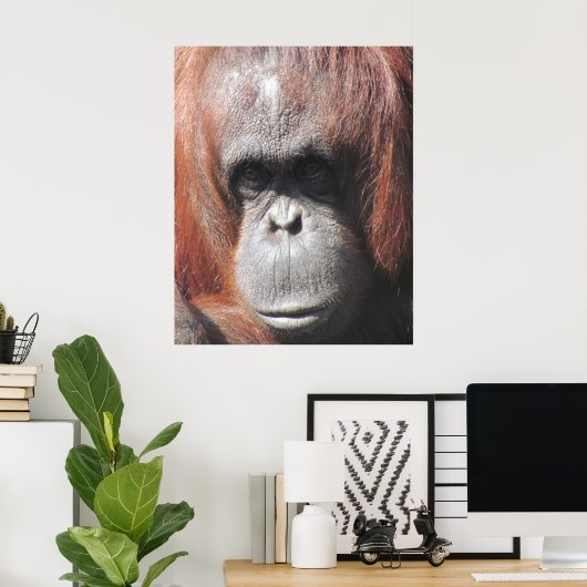 Orangutan Eyes Poster (Heimbüro)