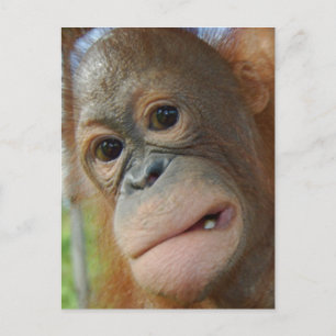 Orangutan Face Postkarte