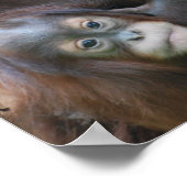Orangutan-Familienposter Poster (Ecke)