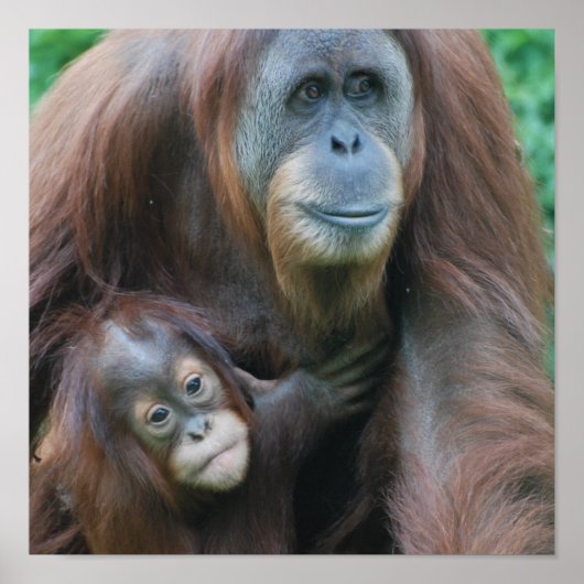 Orangutan-Familienposter Poster (Vorne)