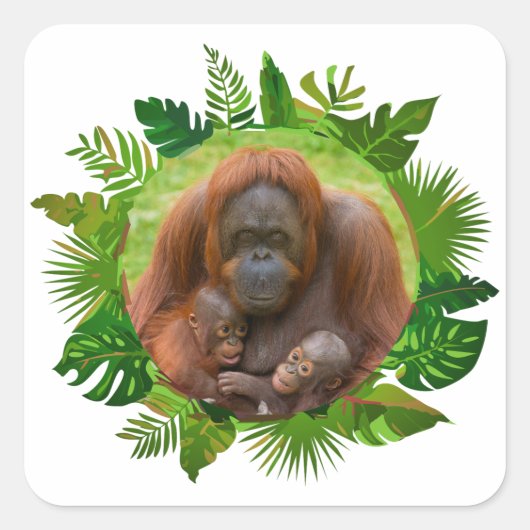 Orangutan Family Bond Quadratischer Aufkleber (Vorderseite)