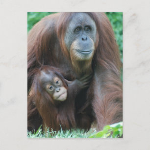 Orangutan Family Postcard Postkarte
