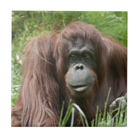 Orangutan Fliese (Vorderseite)