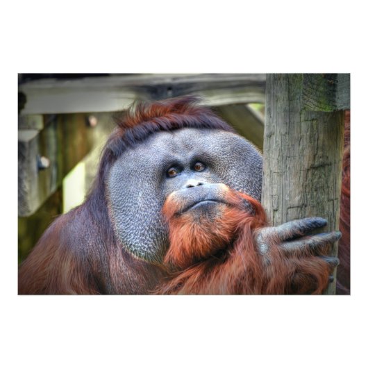 Orangutan Fotodruck (Vorne)
