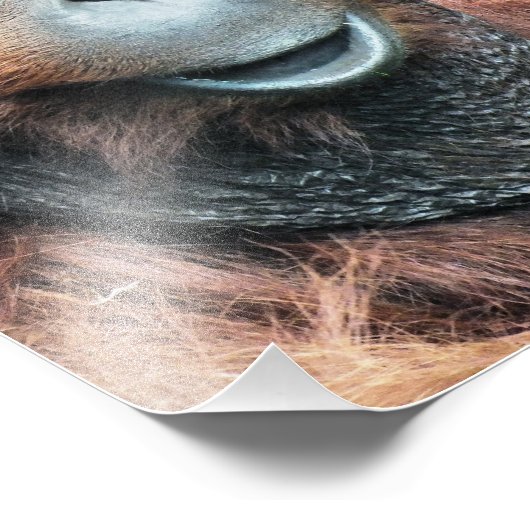 ORANGUTAN FOTODRUCK (Ecke)