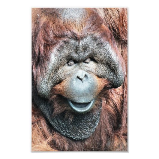 ORANGUTAN FOTODRUCK (Vorne)