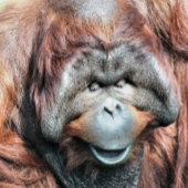 ORANGUTAN FOTODRUCK
