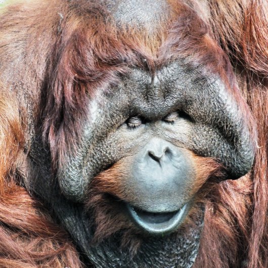ORANGUTAN FOTODRUCK