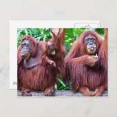 Orangutan from Singapore zoo Postkarte (Vorne/Hinten)