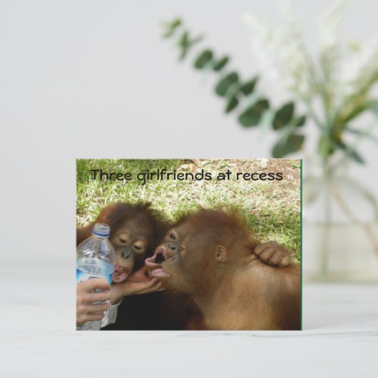Orangutan Girlfriends Postkarte (Stehend Vorderseite)
