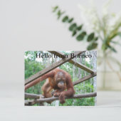 Orangutan Handyman Borneo Postkarte (Stehend Vorderseite)