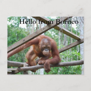 Orangutan Handyman Borneo Postkarte