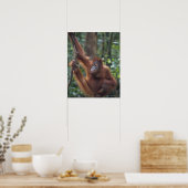 Orangutan Hanging auf Liana Poster (Küche)