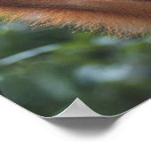 Orangutan Hanging auf Liana Poster (Ecke)