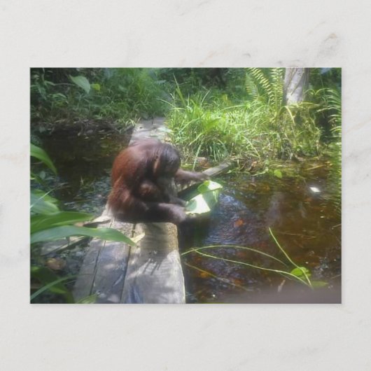 Orangutan im Borneo-Wald Postkarte (Vorderseite)
