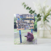 Orangutan im Lager Leakey , Insel Borneo Postkarte (Stehend Vorderseite)