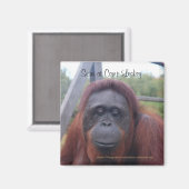Orangutan im Lager Leakey, Kalimantan Borneo Magnet (Vorderseite/Rückseite)
