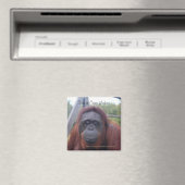 Orangutan im Lager Leakey, Kalimantan Borneo Magnet (In Situ (Geschirrspüler))