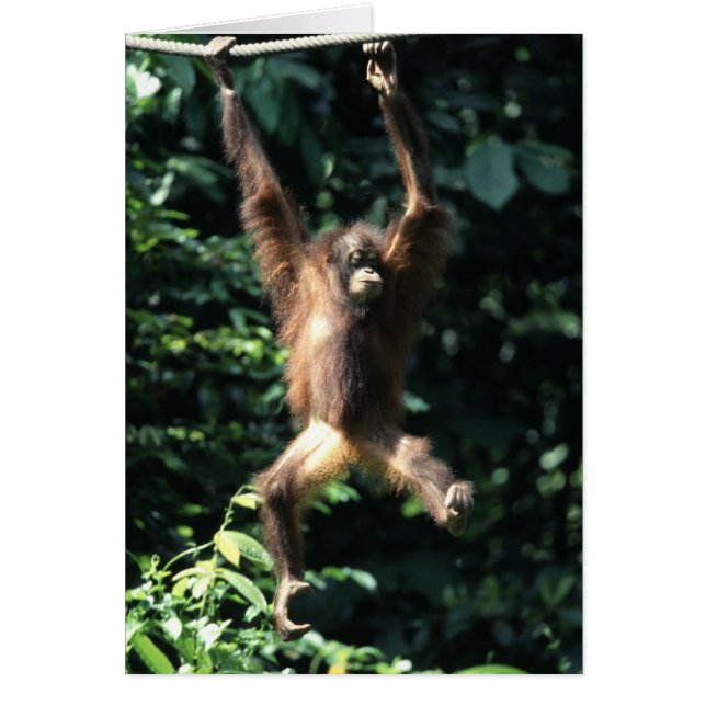 Orangutan in Borneo (Vorne)